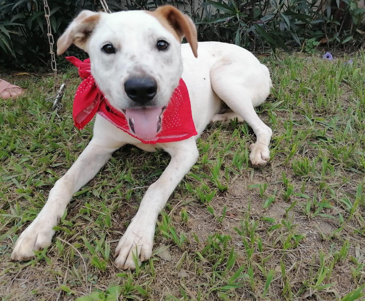 LUCY - good with kids, cats. dogs