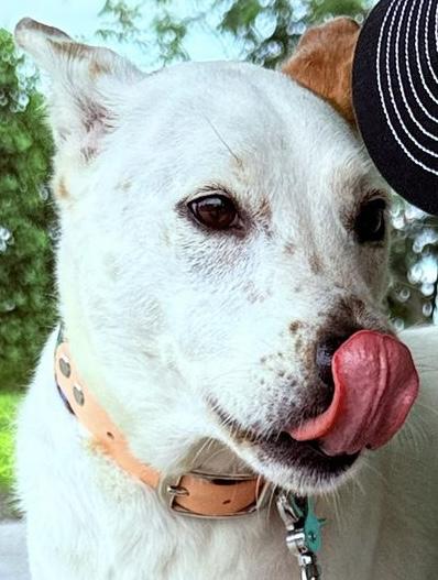 LUCY - good with kids, cats. dogs