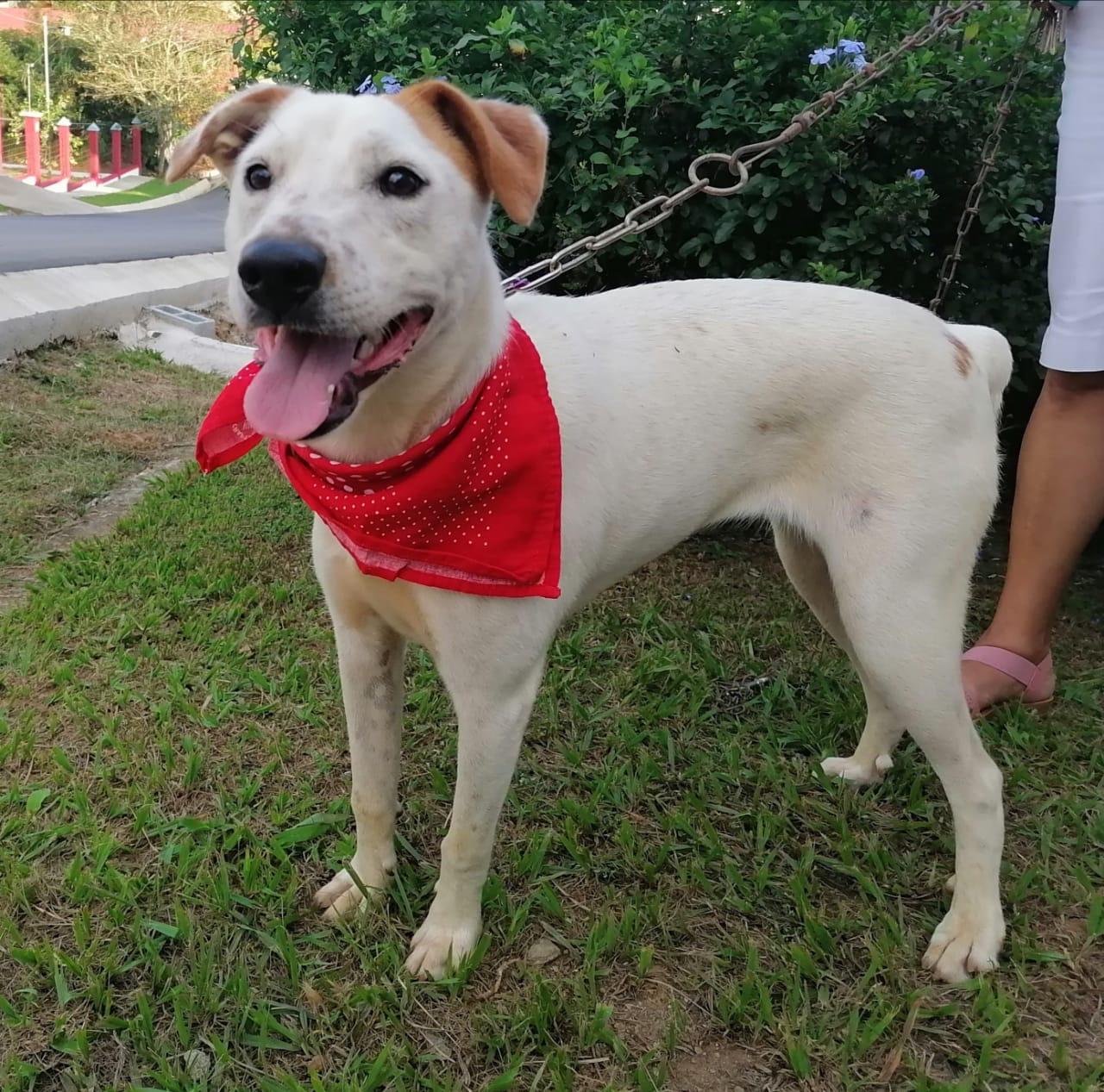 LUCY - good with kids, cats. dogs