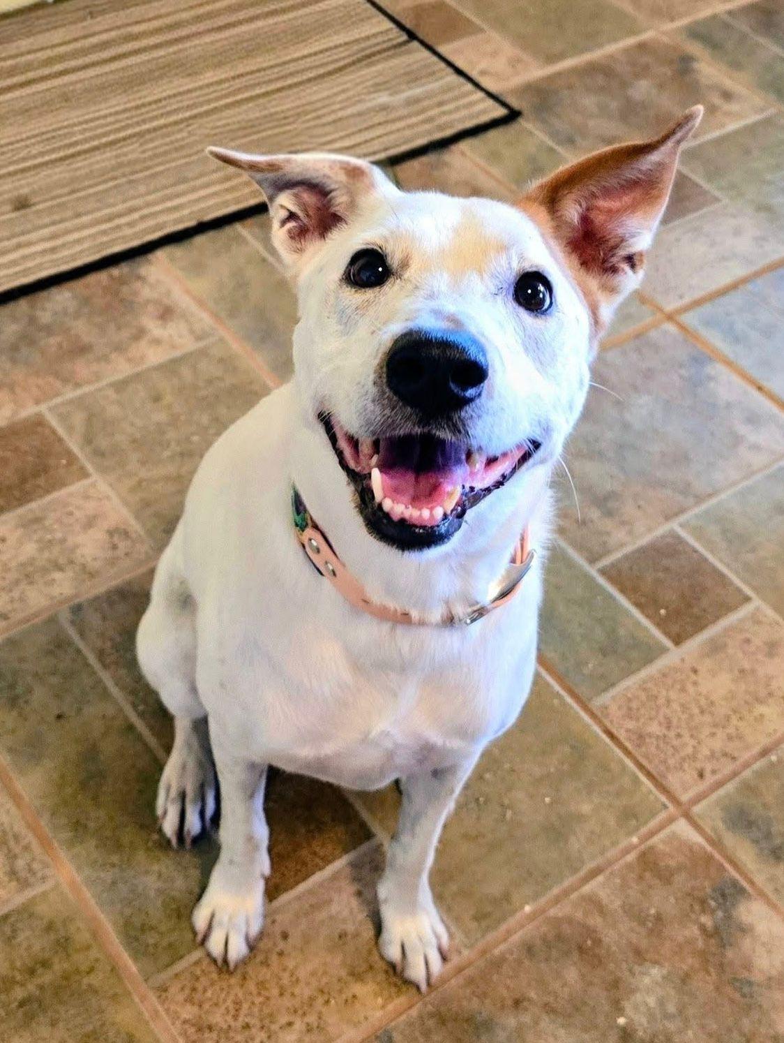 LUCY - good with kids, cats. dogs