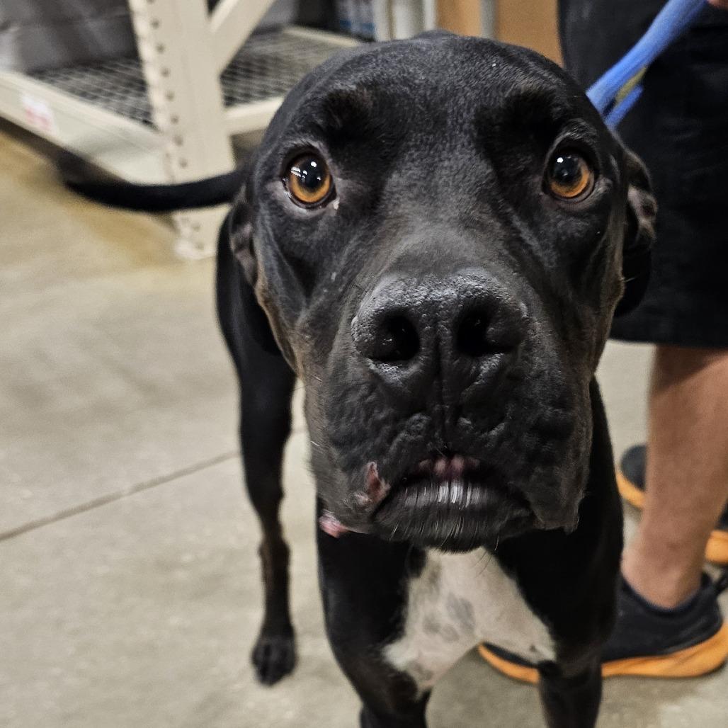 Tars, Adoptable, Adult Male Great Dane & Catahoula Leopard Dog.