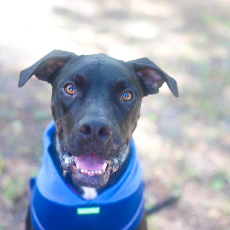 Enlarge Tars, a Adoptable mixed breed in Melrose, FL image 2/5
