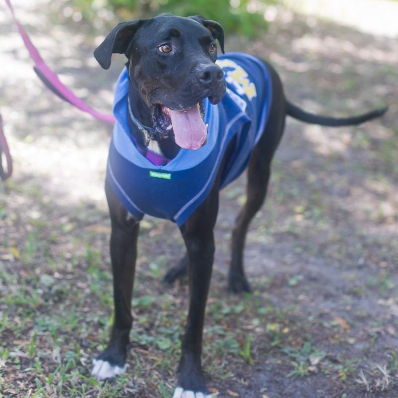 Enlarge Tars, a Adoptable mixed breed in Melrose, FL image 3/5