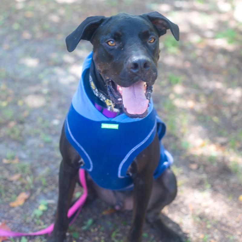 Enlarge Tars, a Adoptable mixed breed in Melrose, FL image 5/5
