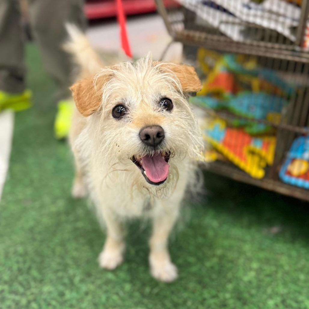 Enlarge Chilaquil, a Adoptable mixed breed in Laredo, TX image 1/1