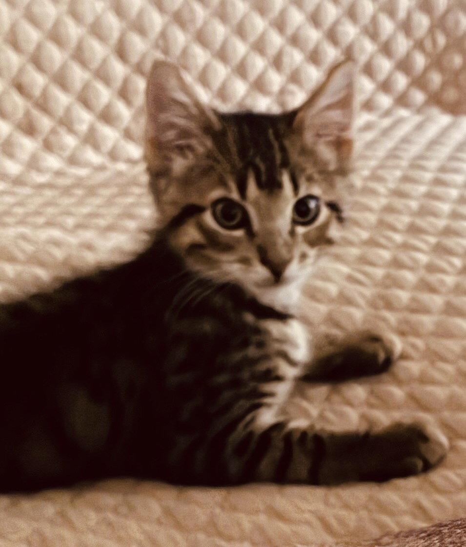Moritz, Adoptable, Young Male Domestic Medium Hair & Tabby.