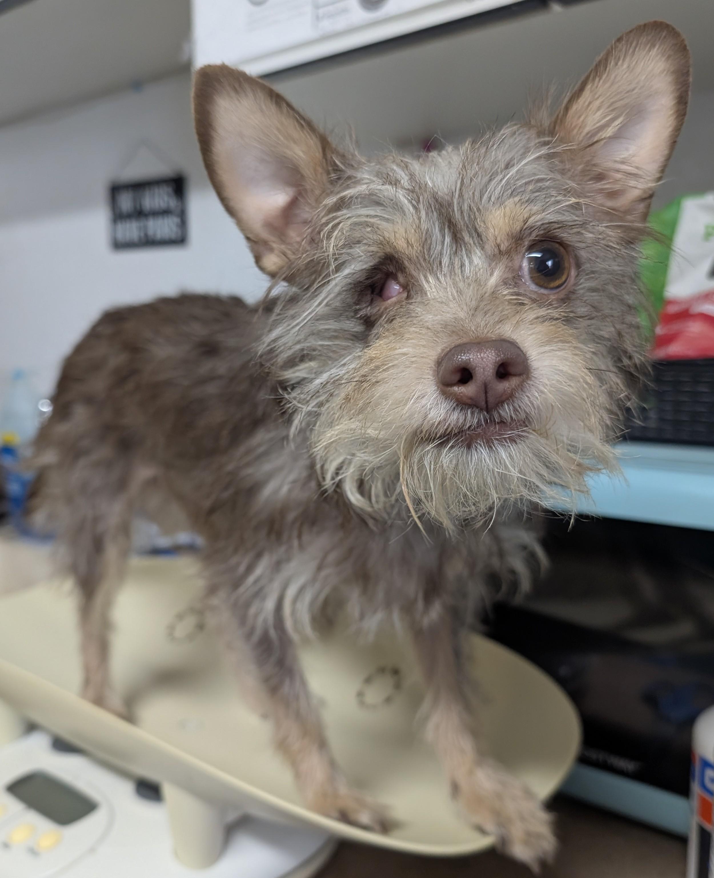 Dolly, ADOPTABLE, Adult Female Terrier & Chihuahua.