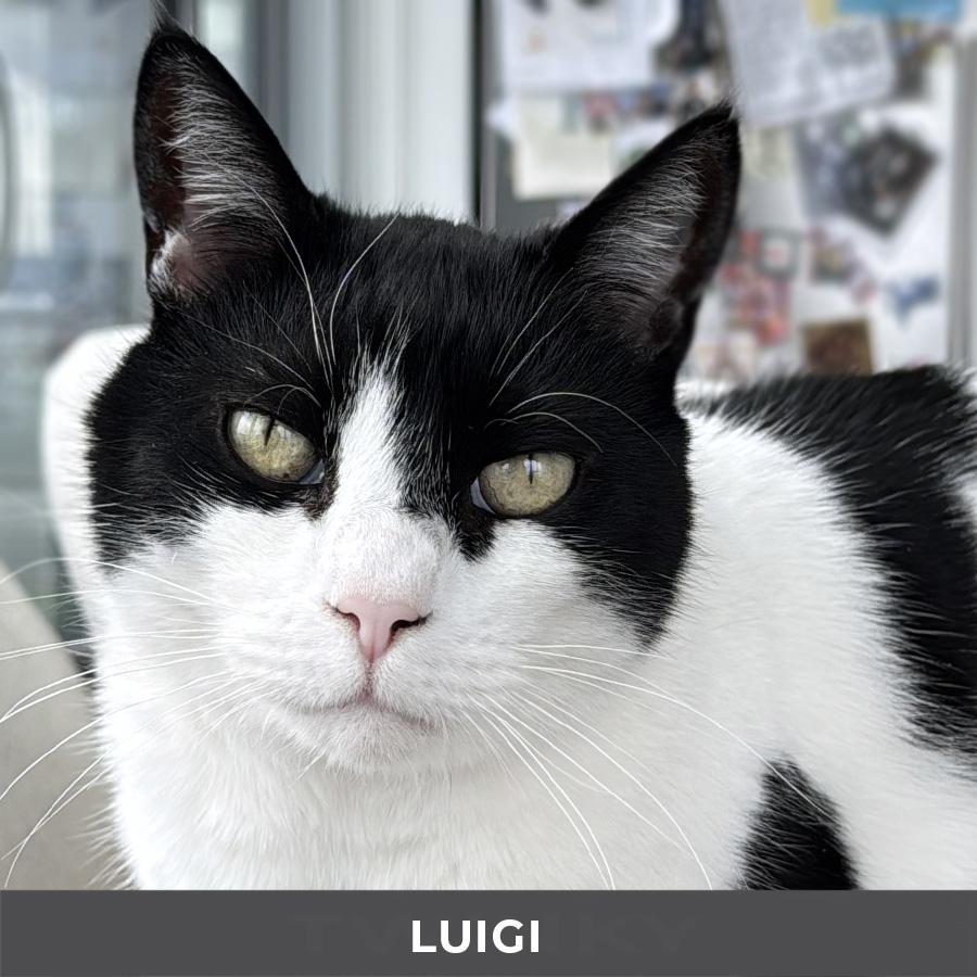 Luigi, ADOPTABLE, Senior Male Domestic Short Hair.