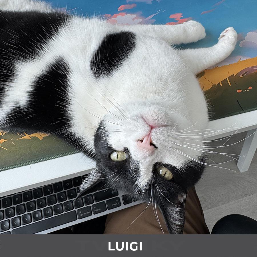 Enlarge Luigi, a ADOPTABLE Domestic Short Hair in Etobicoke, ON image 4/6