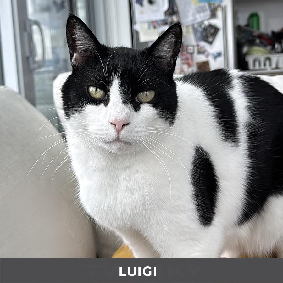 Enlarge Luigi, a ADOPTABLE Domestic Short Hair in Etobicoke, ON image 3/6
