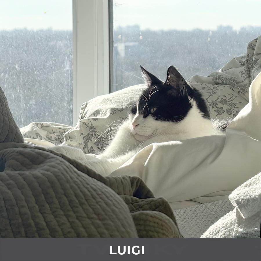 Enlarge Luigi, a ADOPTABLE Domestic Short Hair in Etobicoke, ON image 6/6