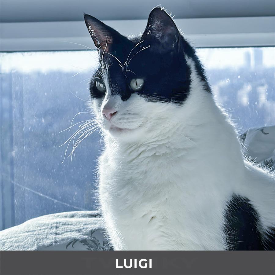 Enlarge Luigi, a ADOPTABLE Domestic Short Hair in Etobicoke, ON image 2/6