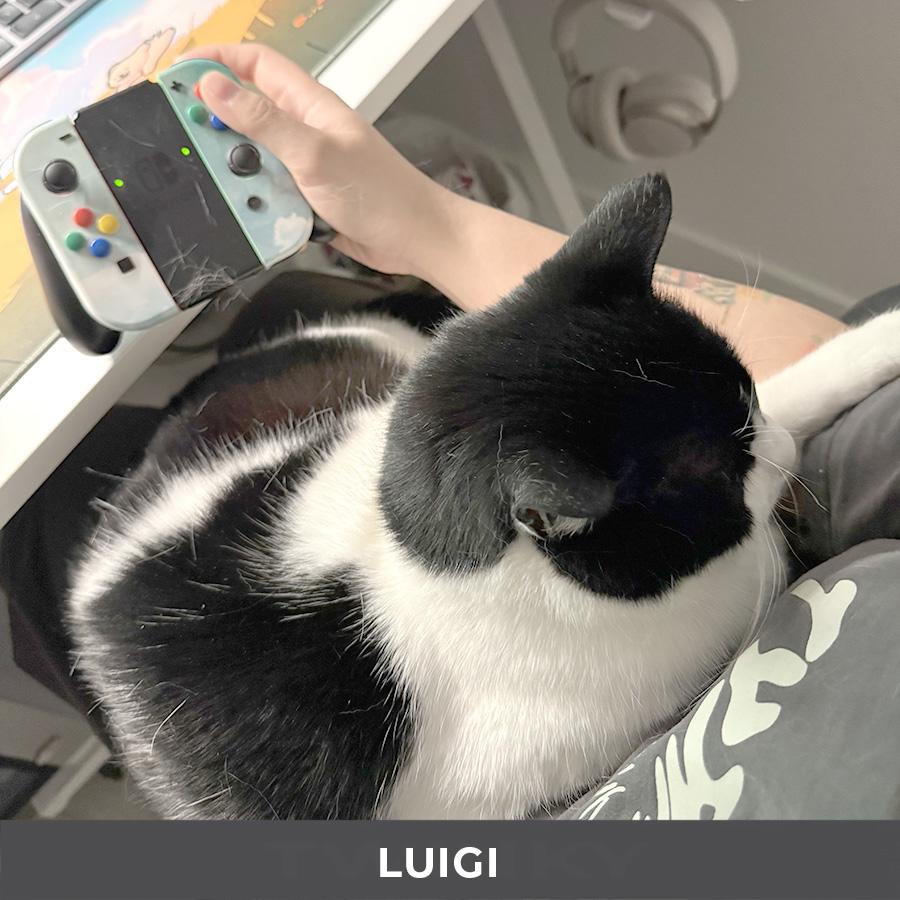 Enlarge Luigi, a ADOPTABLE Domestic Short Hair in Etobicoke, ON image 5/6