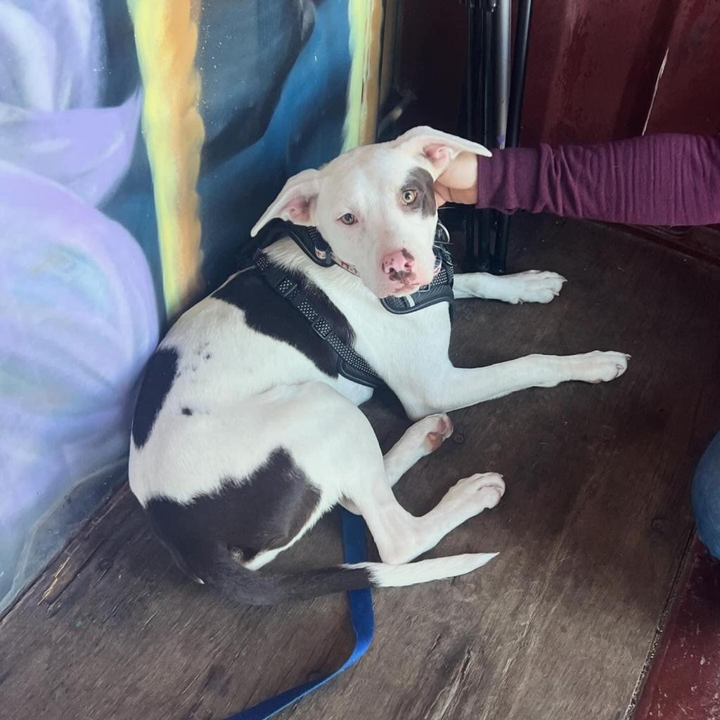 Tunnel, a Adoptable mixed breed in St. Peters, MO image 1/6