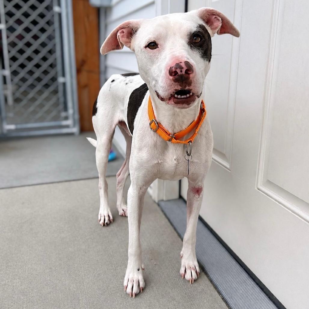 Tunnel, a Adoptable mixed breed in St. Peters, MO image 3/5