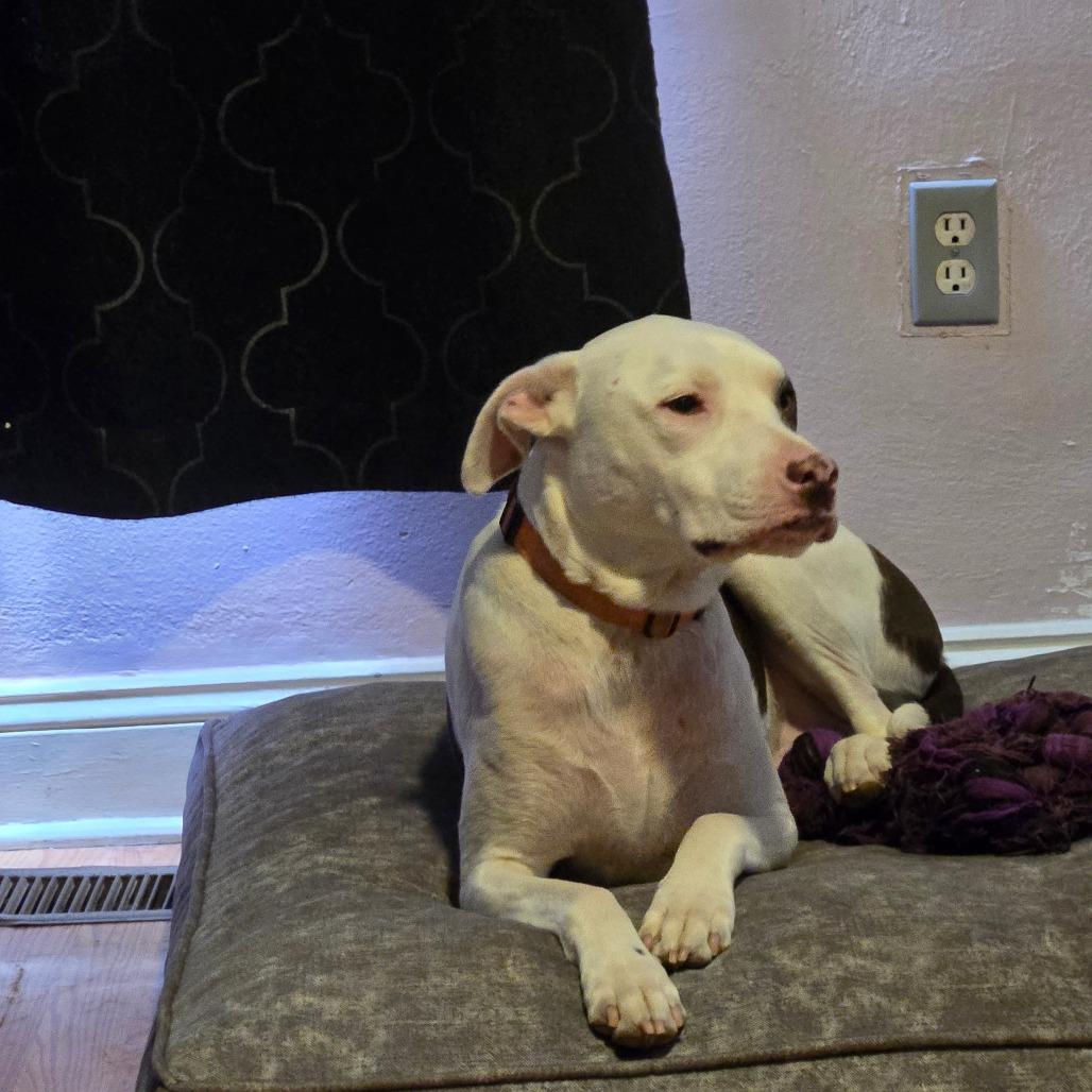 Enlarge Tunnel, a Adoptable mixed breed in St. Peters, MO image 5/6