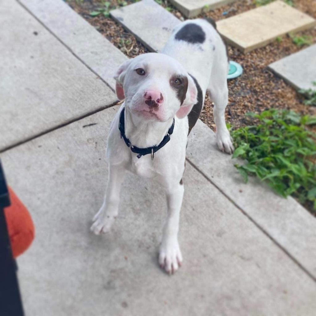 Tunnel, a Adoptable mixed breed in St. Peters, MO image 6/6