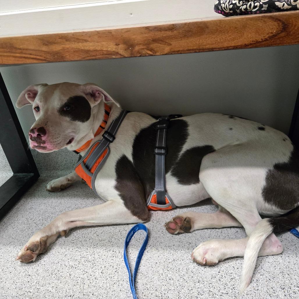 Enlarge Tunnel, a Adoptable mixed breed in St. Peters, MO image 6/6