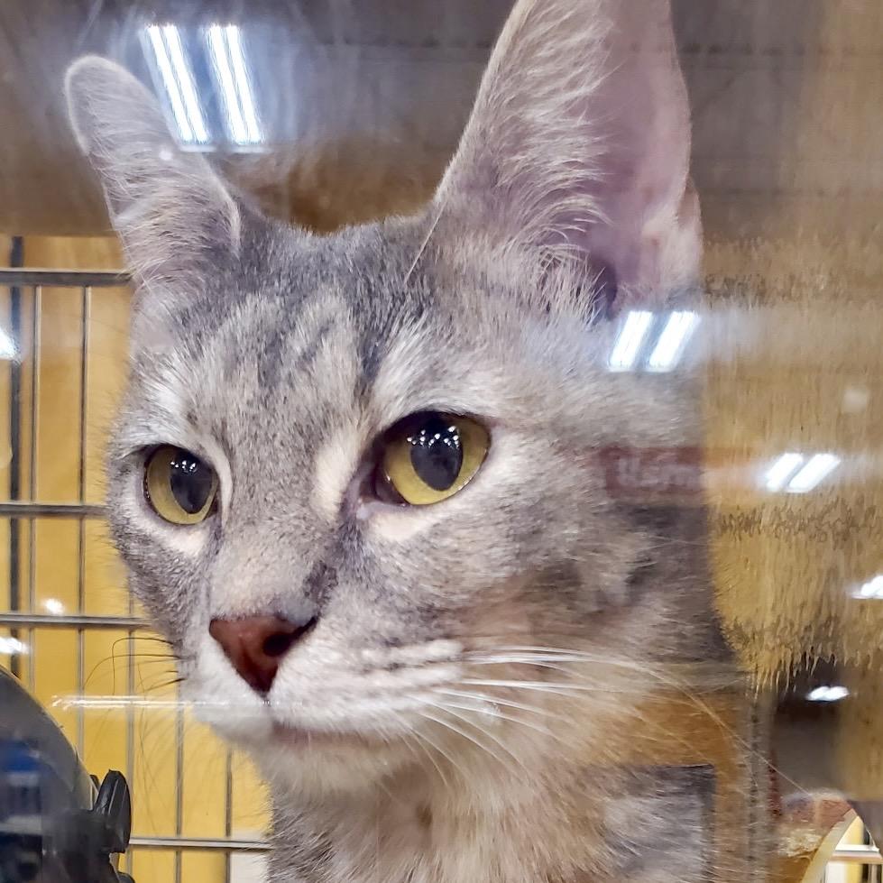 Enlarge Lilyrose, a Adoptable Domestic Short Hair in League City, TX image 3/6