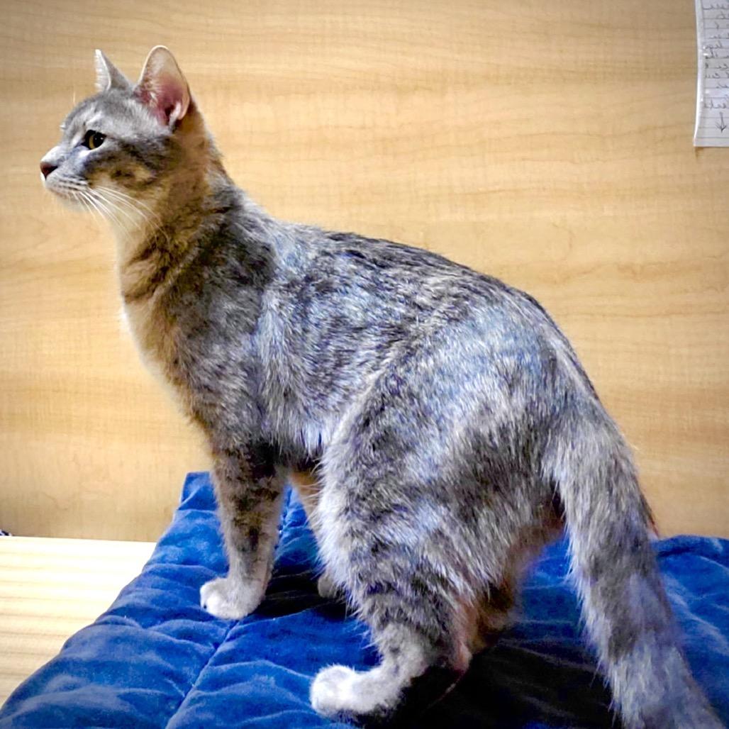 Enlarge Lilyrose, a Adoptable Domestic Short Hair in League City, TX image 4/6