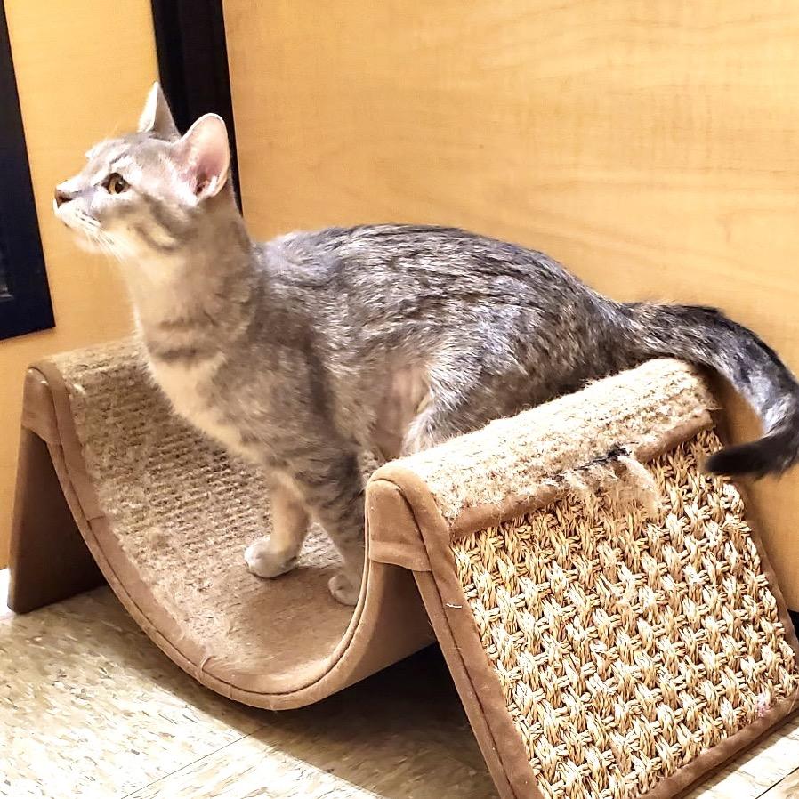 Enlarge Lilyrose, a Adoptable Domestic Short Hair in League City, TX image 5/6