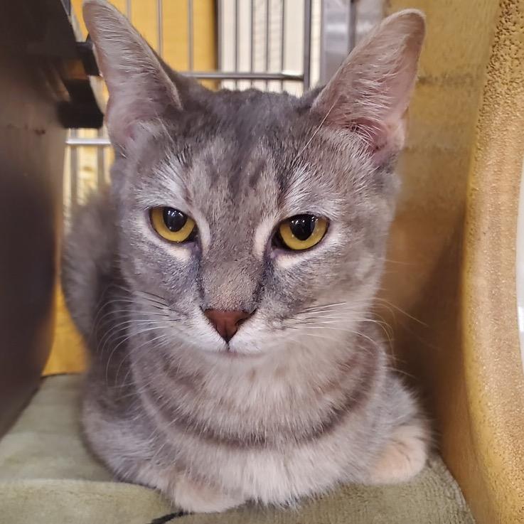 Enlarge Lilyrose, a Adoptable Domestic Short Hair in League City, TX image 6/6