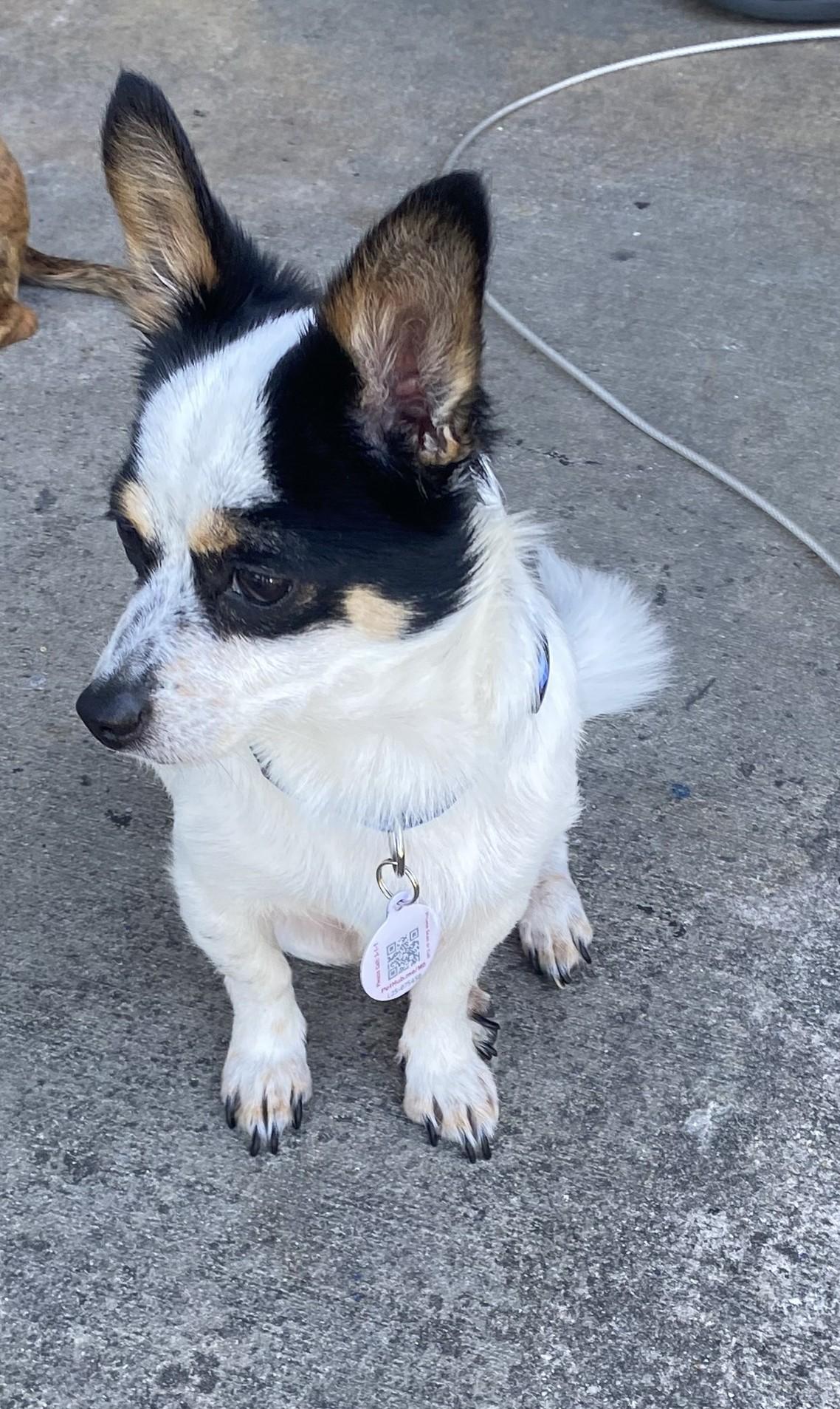 Rocky, an adoptable Chihuahua in Key Largo, FL, 33037 | Photo Image 2