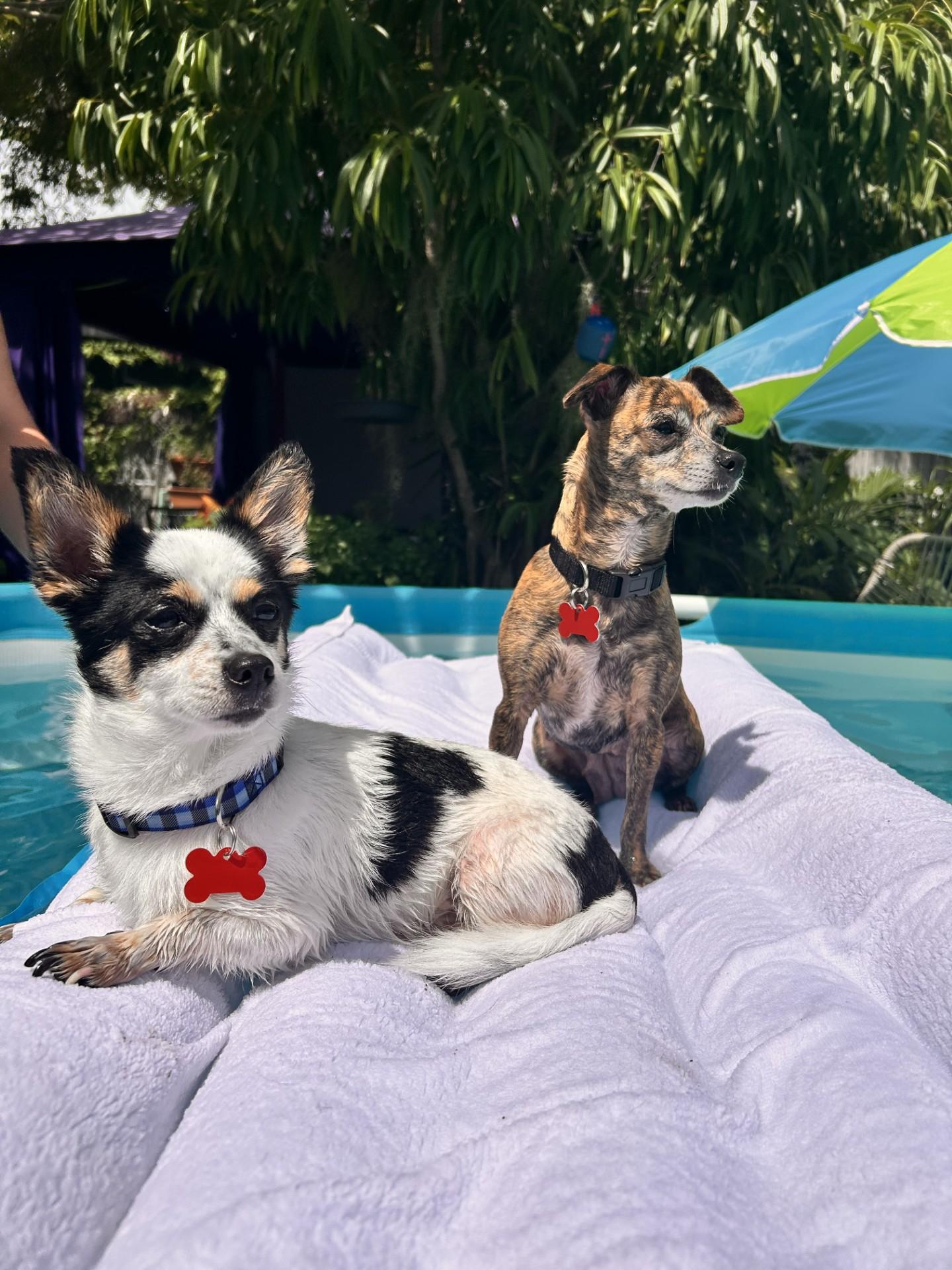 Rocky, an adoptable Chihuahua in Key Largo, FL, 33037 | Photo Image 3