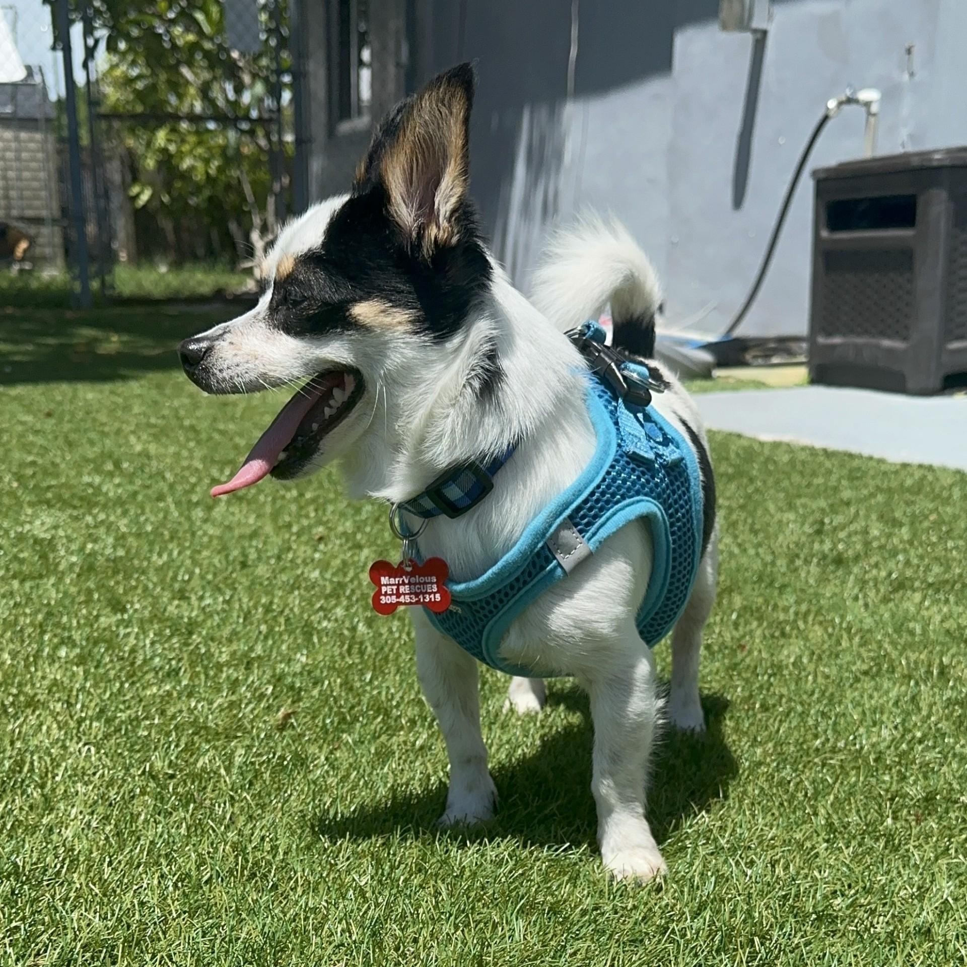 Rocky, an adoptable Chihuahua in Key Largo, FL, 33037 | Photo Image 4