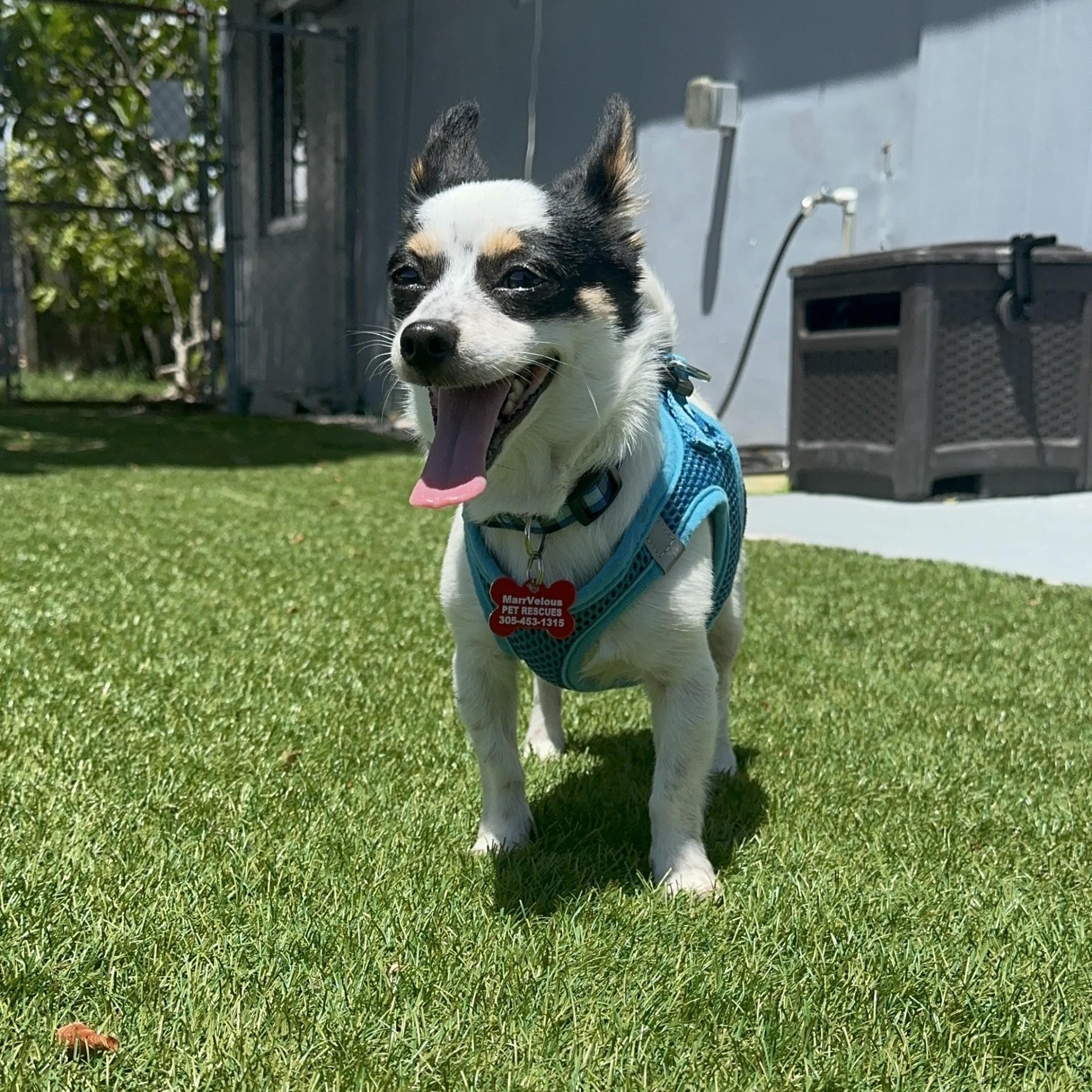 Rocky, an adoptable Chihuahua in Key Largo, FL, 33037 | Photo Image 1