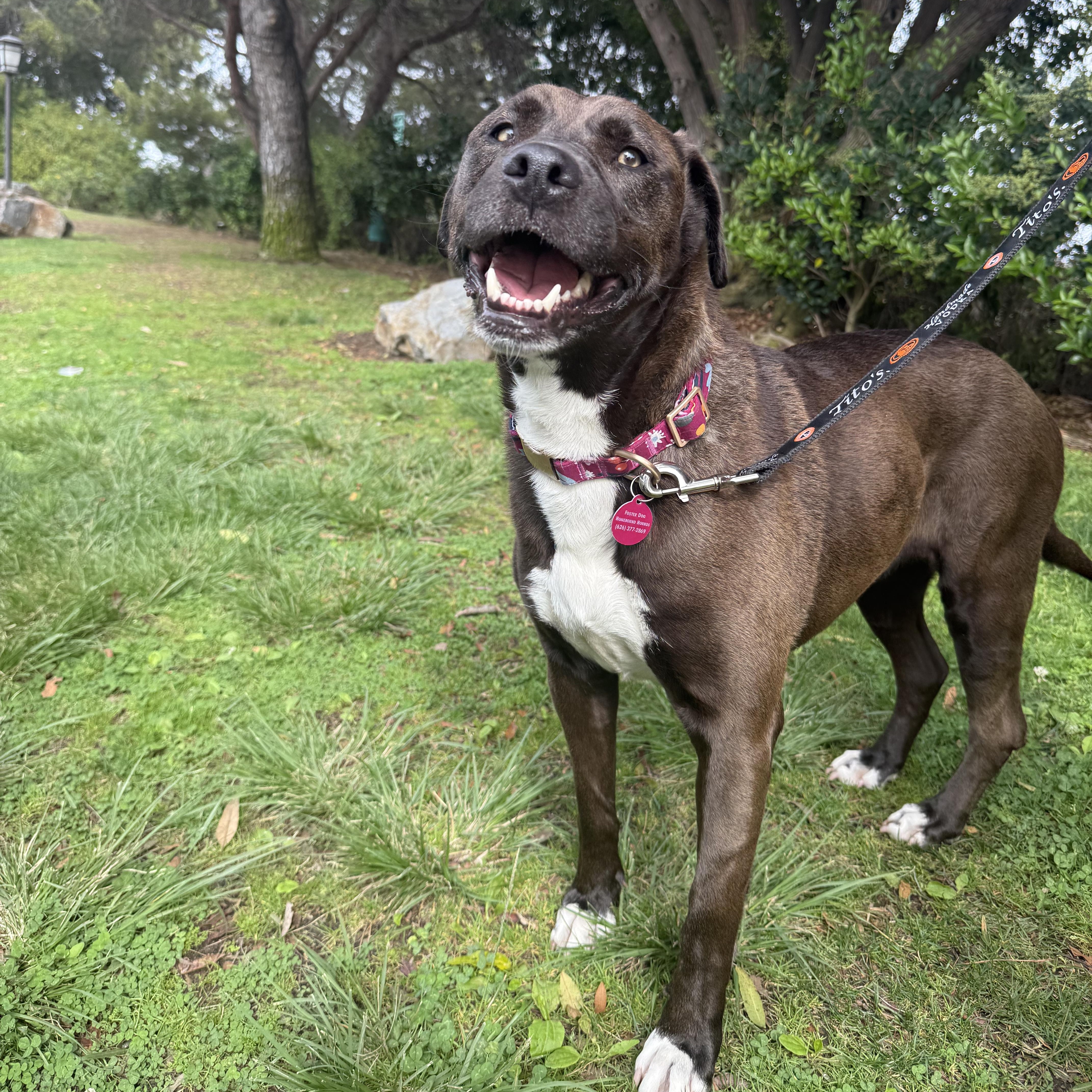 Allie, ADOPTABLE, Adult Female Staffordshire Bull Terrier.