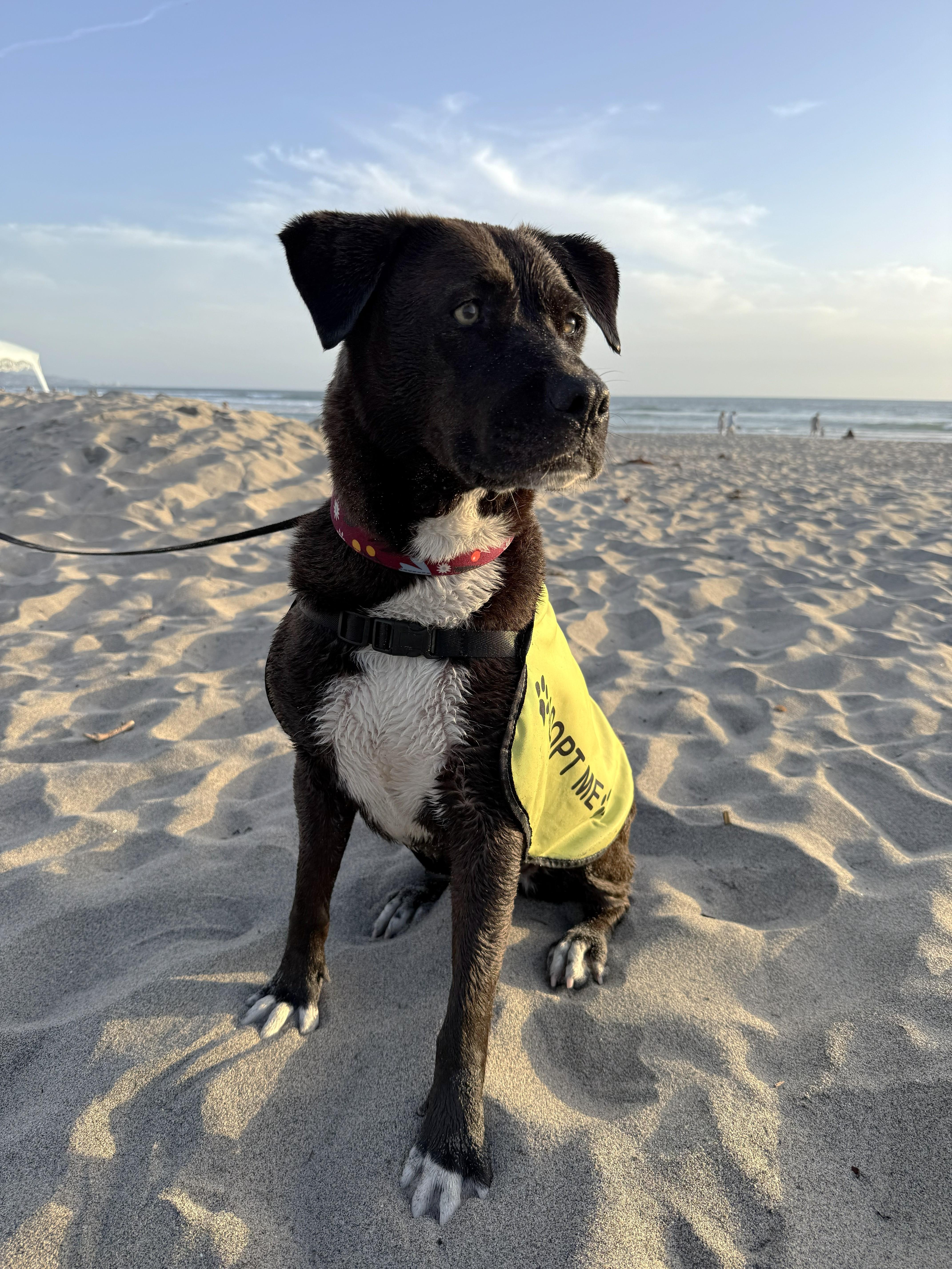 Enlarge Allie, a ADOPTABLE mixed breed in San Diego, CA image 3/6