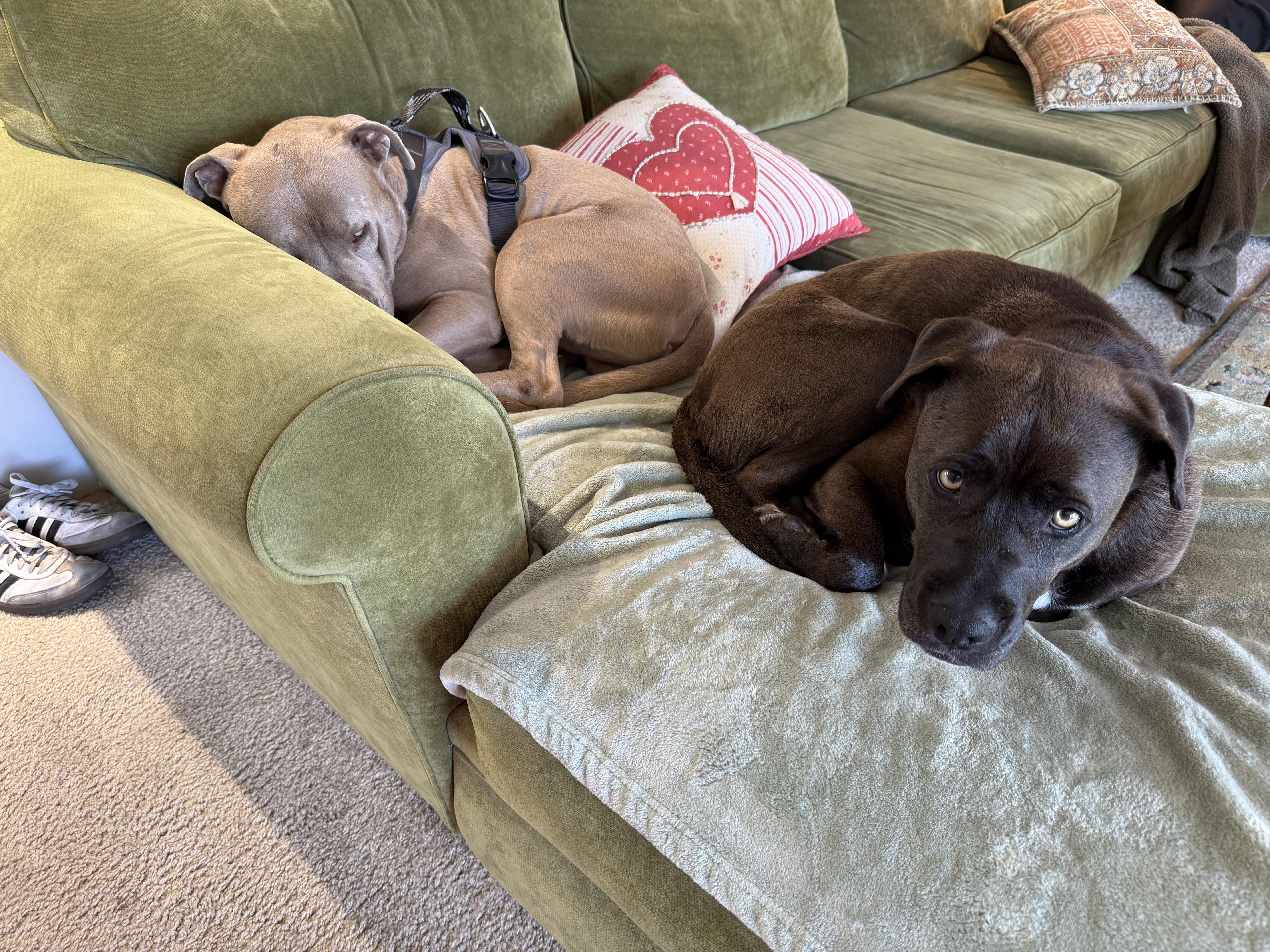 Enlarge Allie, a ADOPTABLE mixed breed in San Diego, CA image 4/5