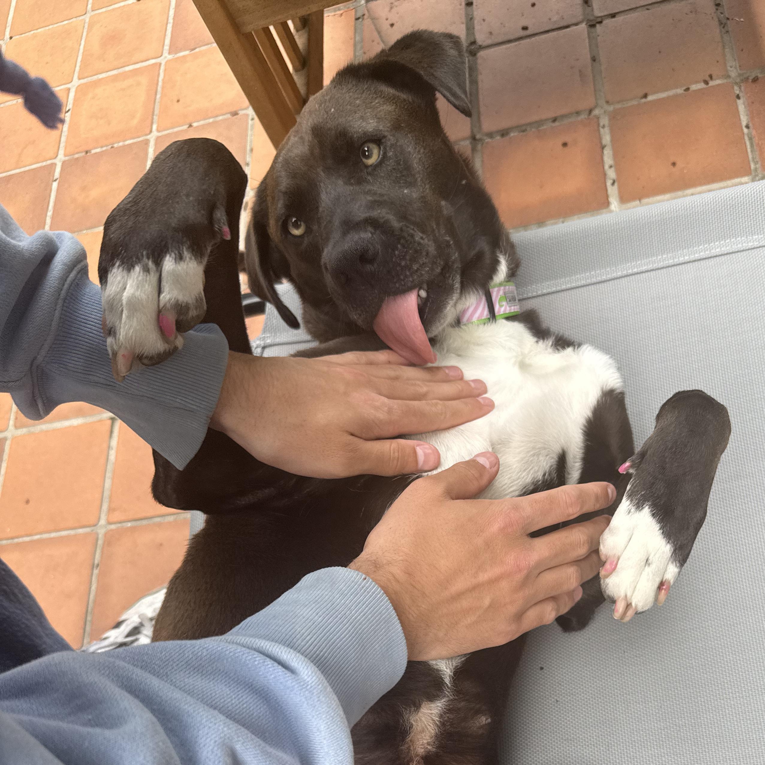 Allie, ADOPTABLE, Adult Female Labrador Retriever.