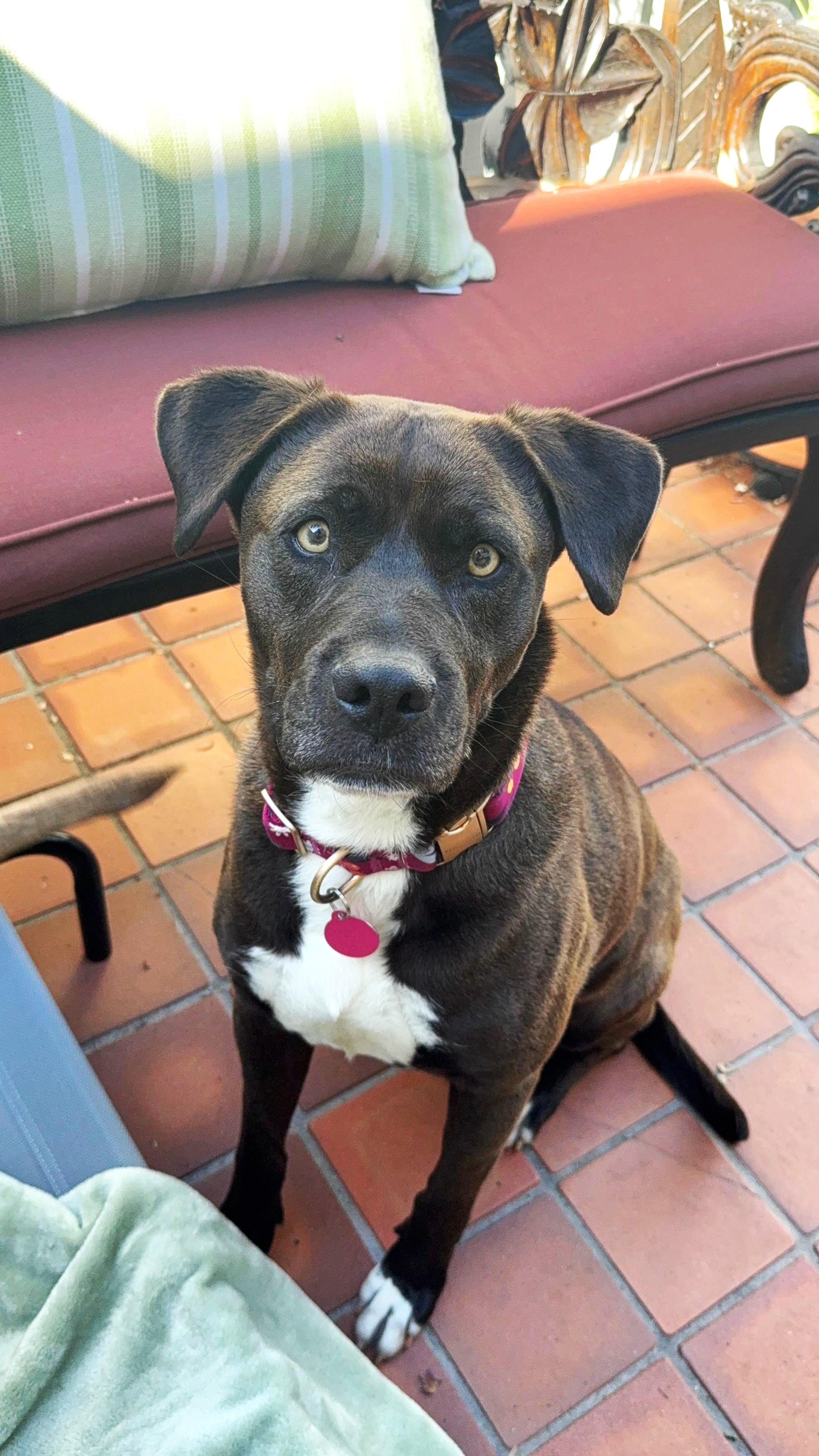 Enlarge Allie, a ADOPTABLE mixed breed in San Diego, CA image 2/6