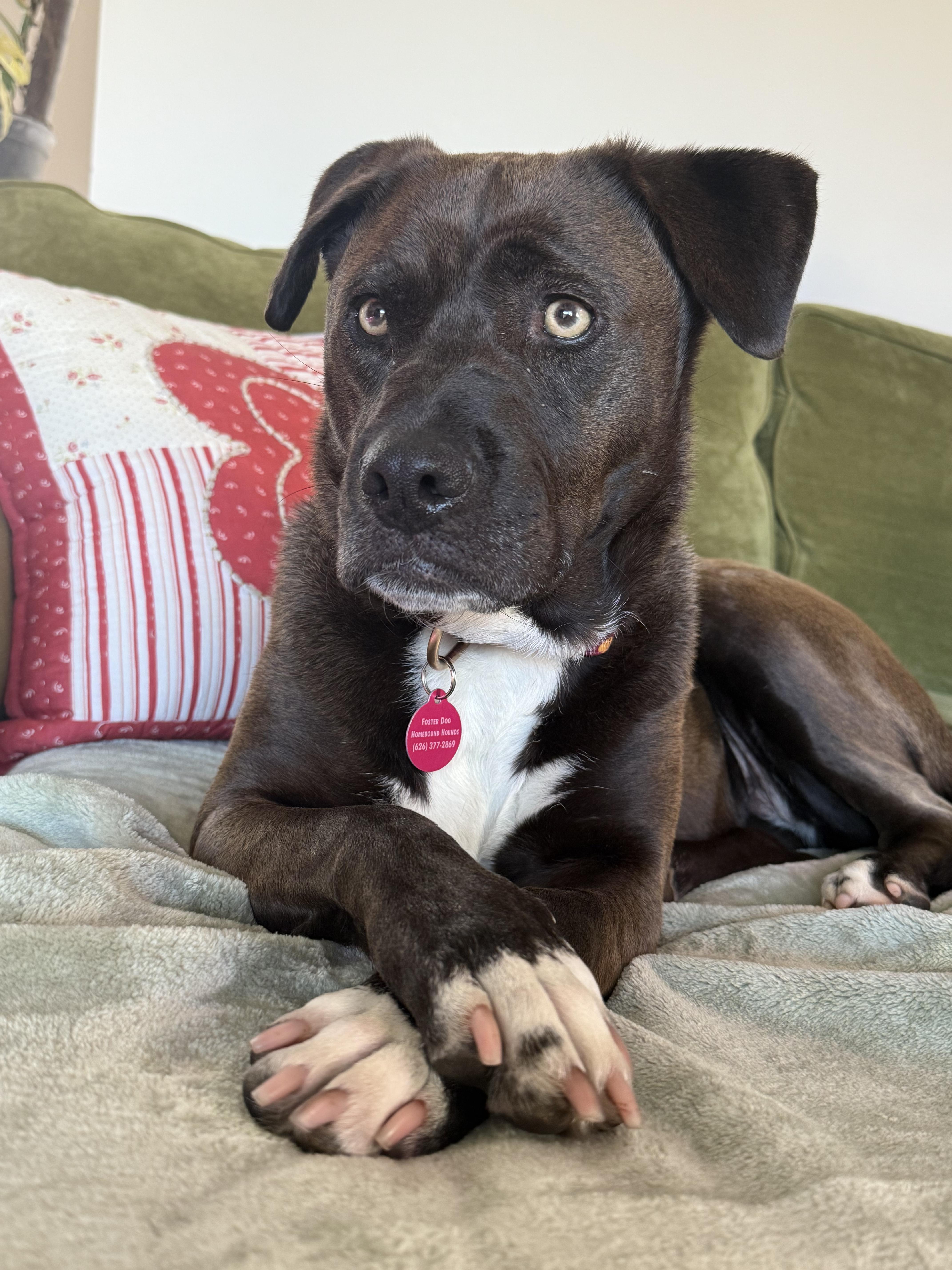 Enlarge Allie, a ADOPTABLE mixed breed in San Diego, CA image 2/5