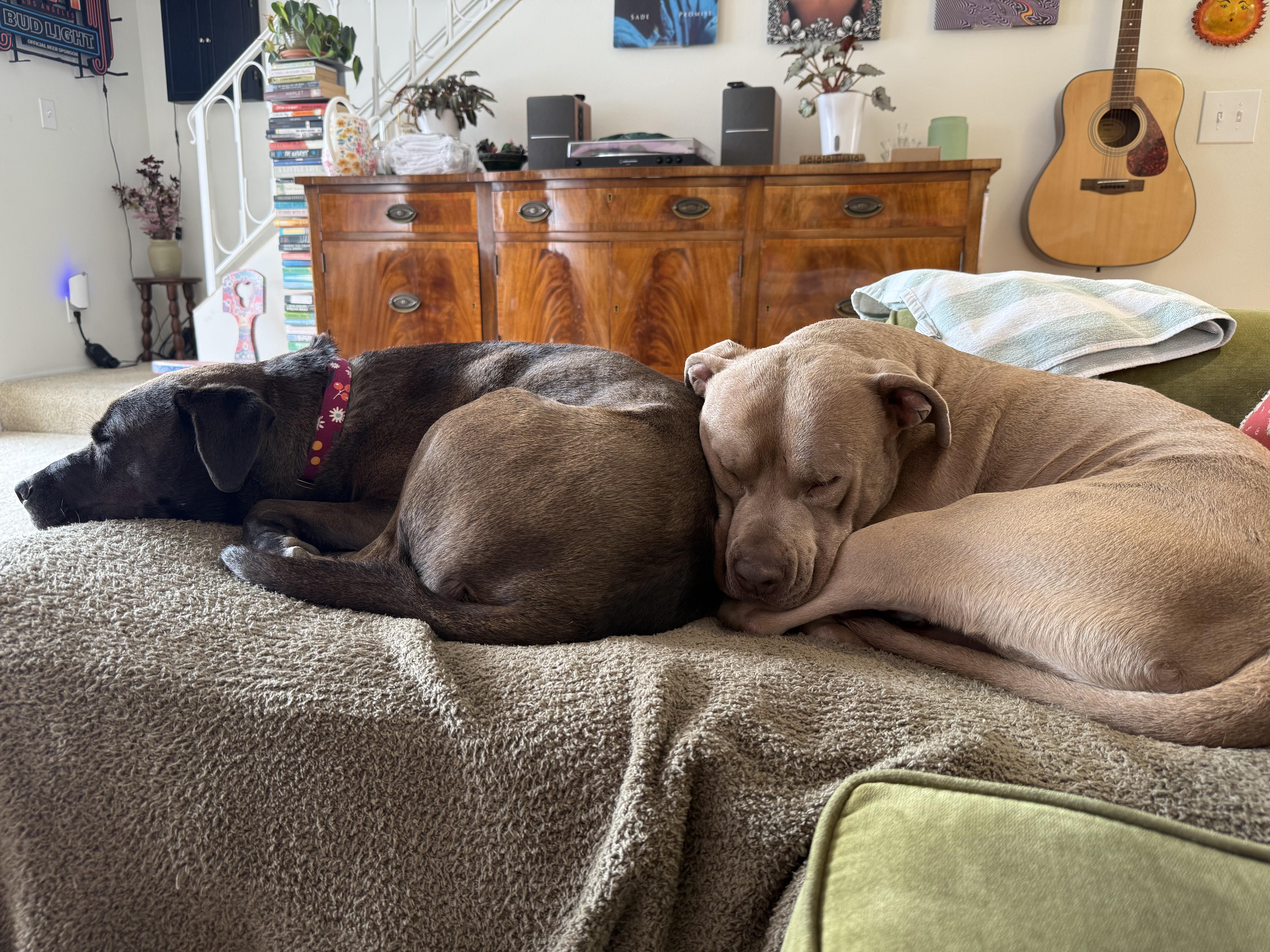 Enlarge Allie, a ADOPTABLE mixed breed in San Diego, CA image 5/6