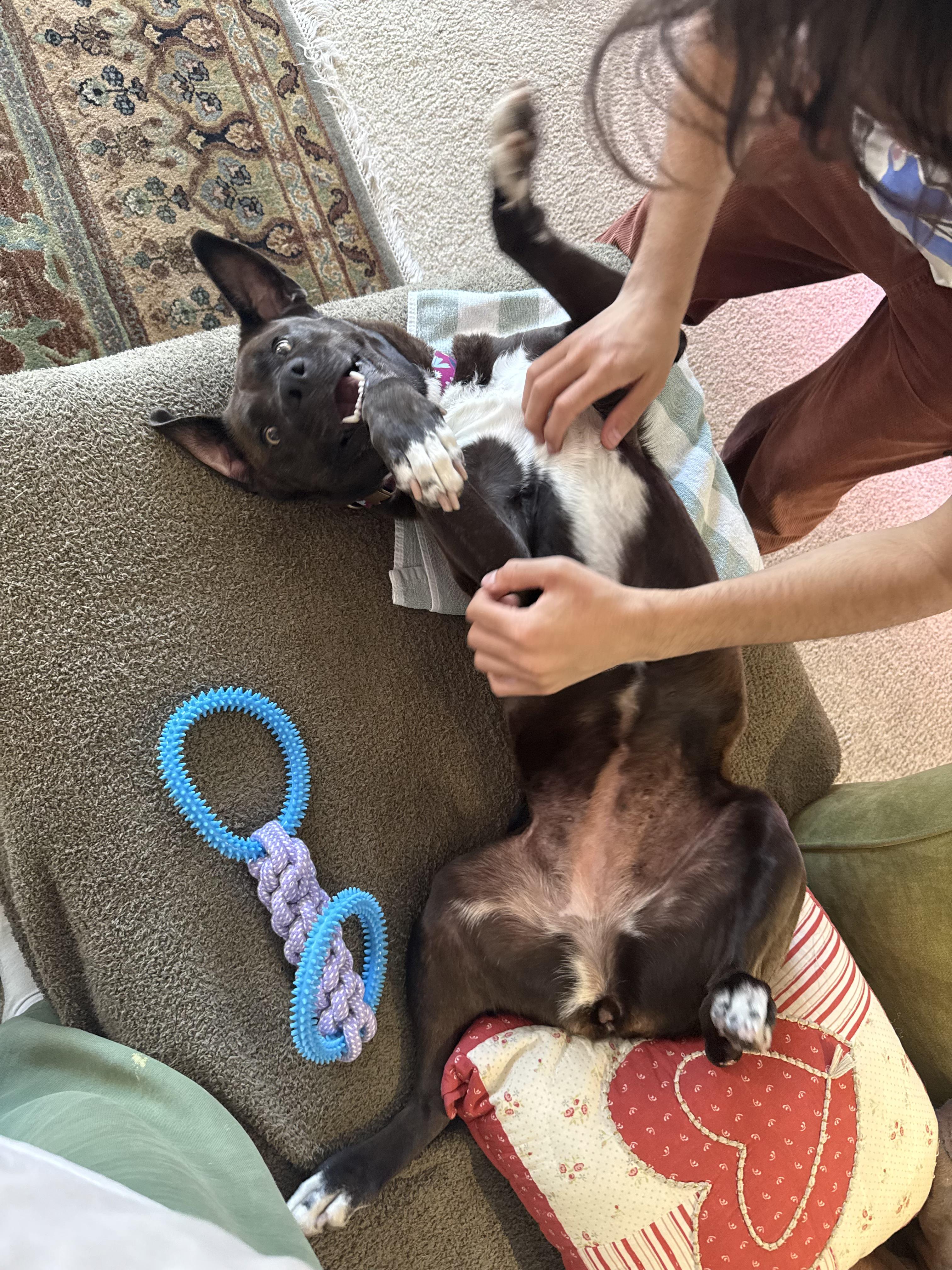 Enlarge Allie, a ADOPTABLE mixed breed in San Diego, CA image 6/6