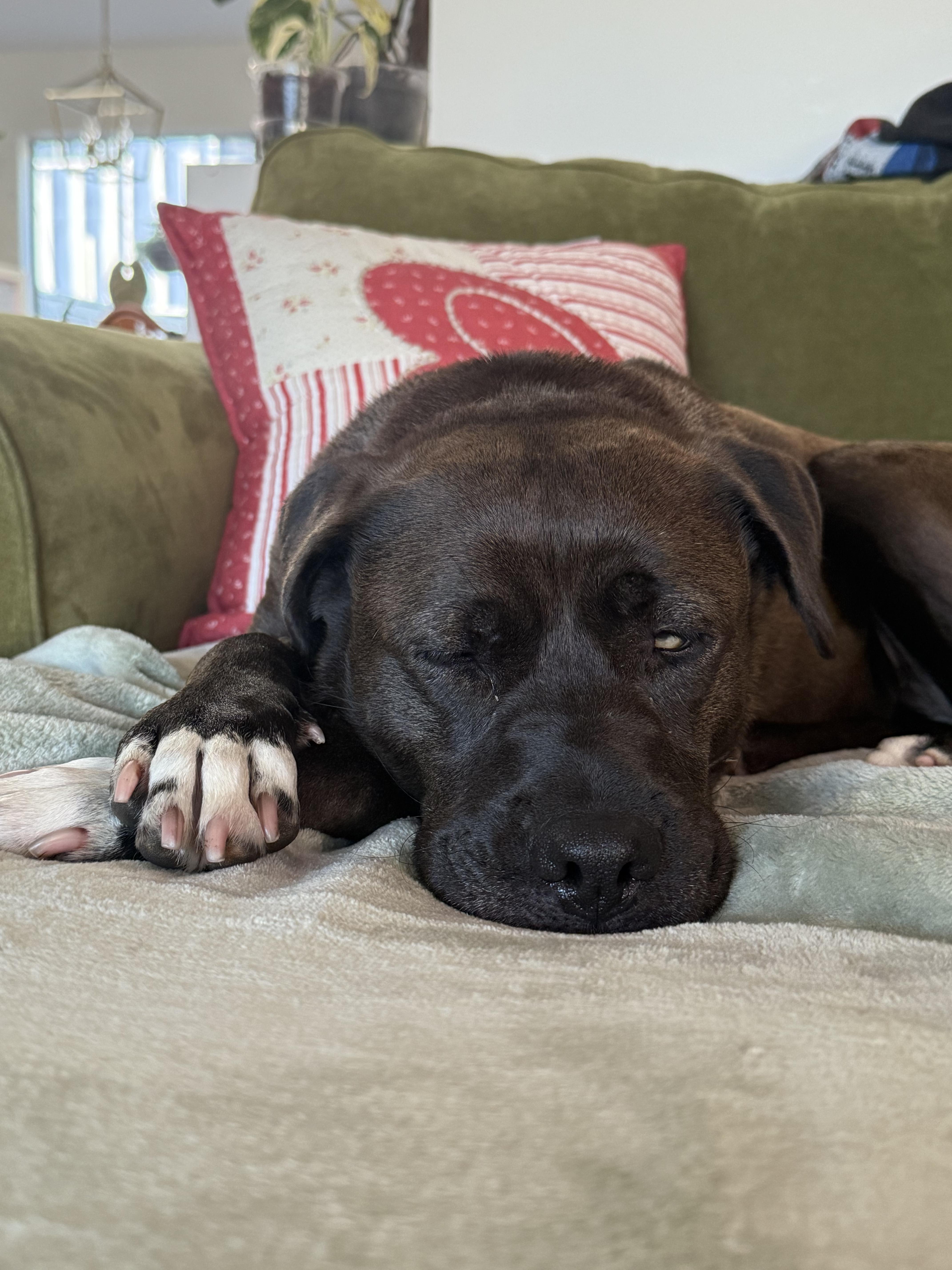 Enlarge Allie, a ADOPTABLE mixed breed in San Diego, CA image 3/5