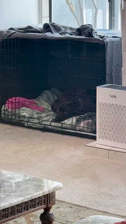 Enlarge Allie, a ADOPTABLE mixed breed in San Diego, CA video 5/5