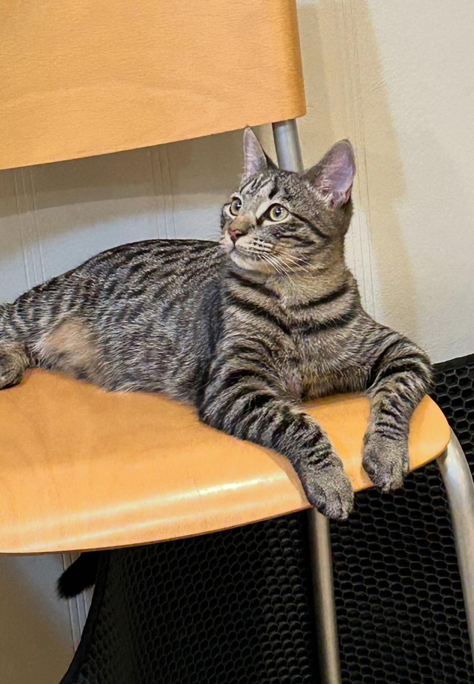 Enlarge ANDY -BIG Teen KITTEN - SO FUN! LOVES ALL!, a Adoptable mixed breed in Atlanta, GA image 1/3