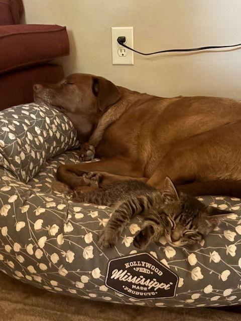 ANDY -BIG Teen KITTEN - SO FUN! LOVES ALL!, a Adoptable mixed breed in Atlanta, GA image 3/3