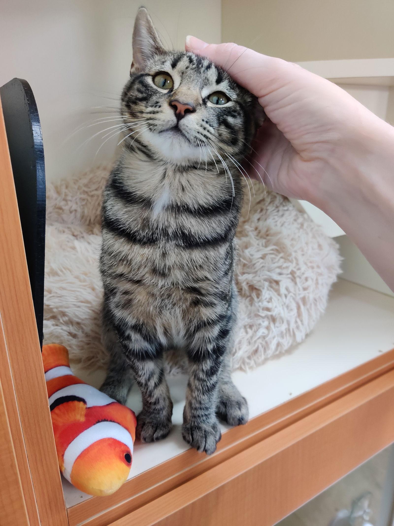 Enlarge ANDY -BIG Teen KITTEN - SO FUN! LOVES ALL!, a Adoptable mixed breed in Atlanta, GA image 3/3