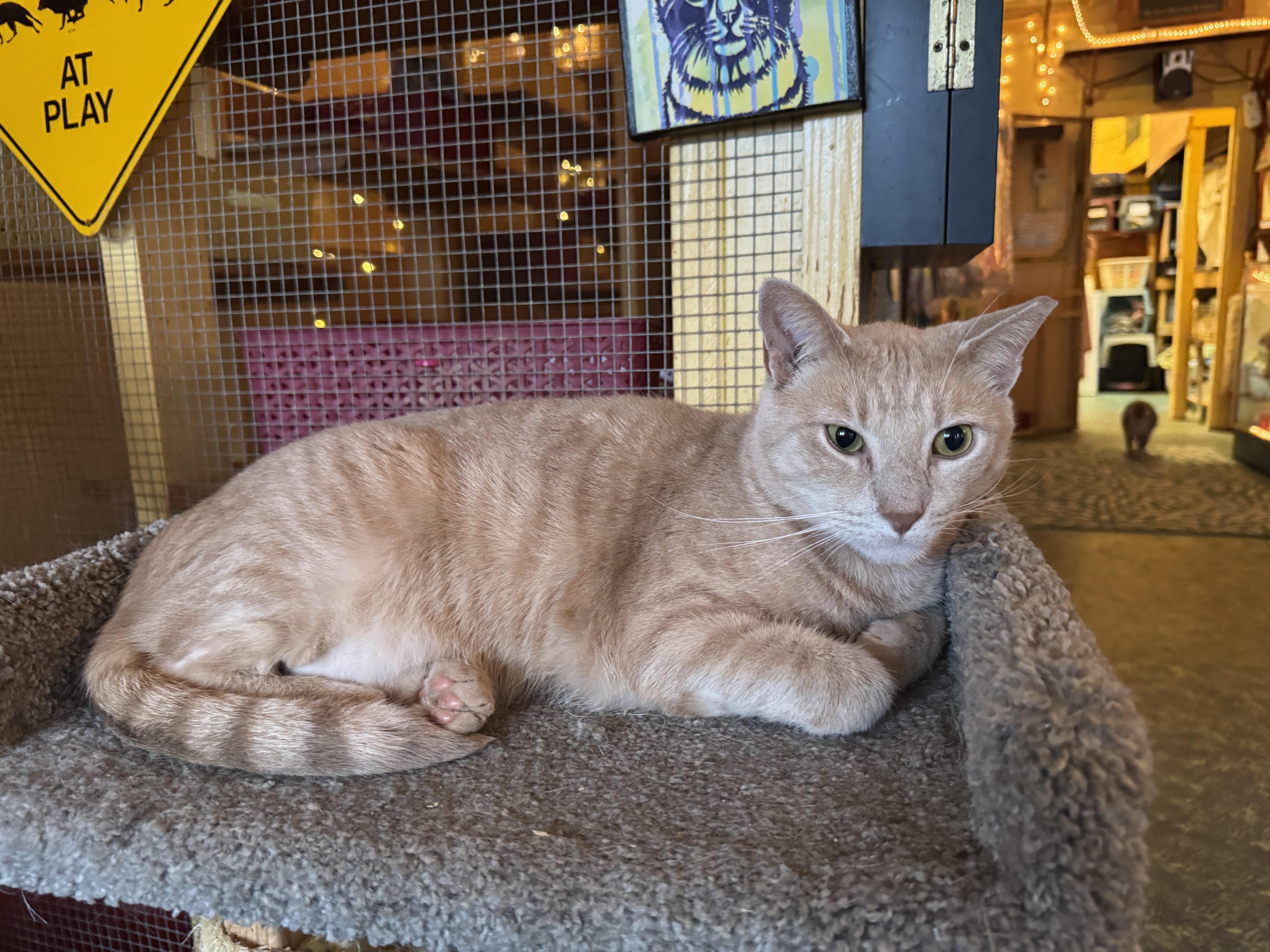 Enlarge Pumpkin, a Adoptable Tabby in Memphis, TN image 1/5