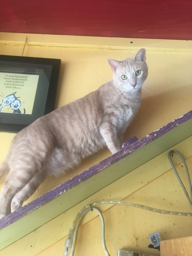 Enlarge Pumpkin, a Adoptable Tabby in Memphis, TN image 4/5