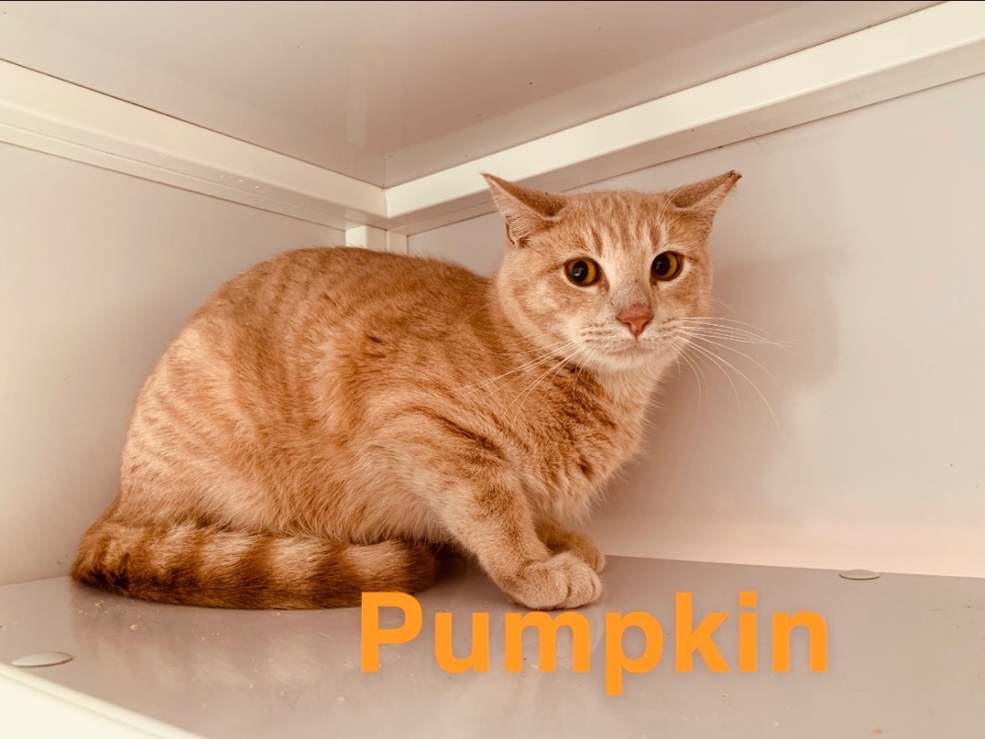 Enlarge Pumpkin, a Adoptable Tabby in Memphis, TN image 5/5
