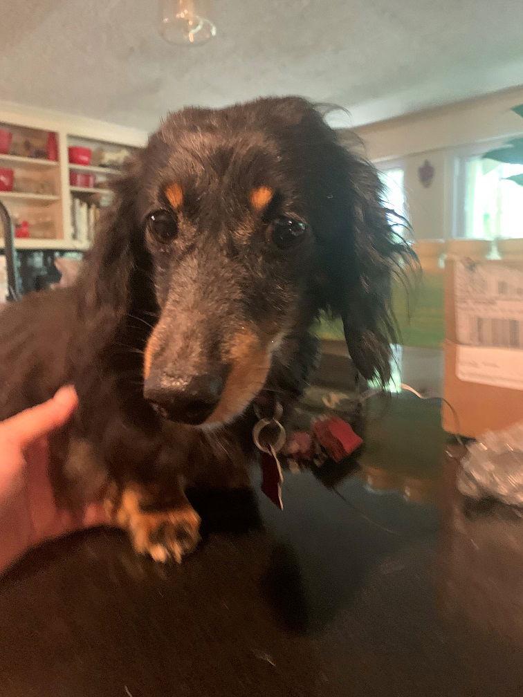 Trinity, Adopted, Young Female Dachshund.