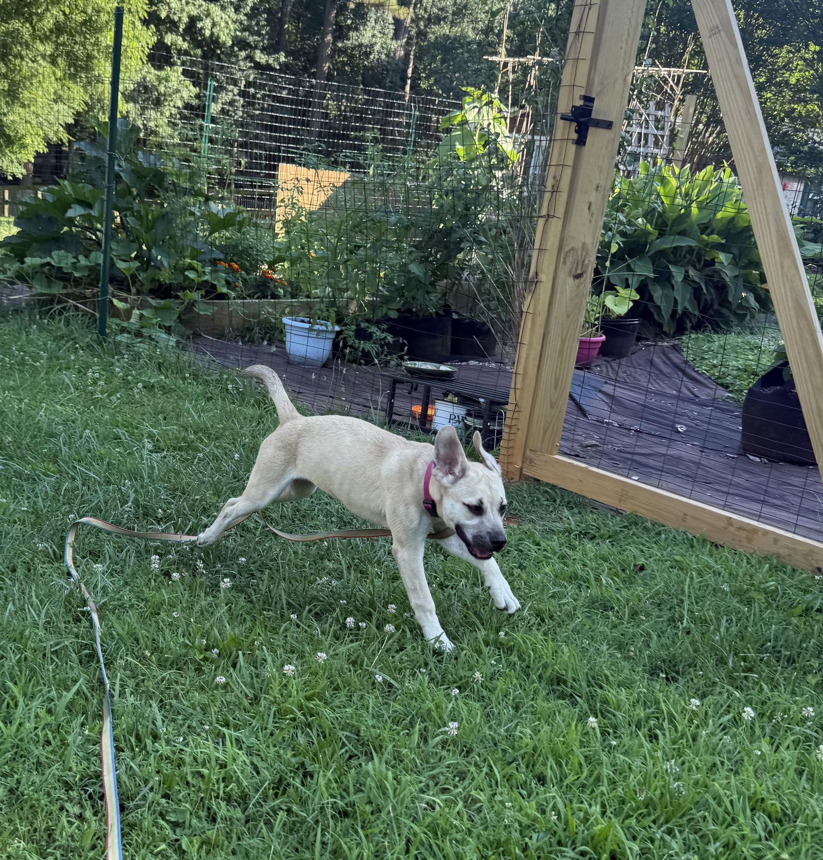 Shimmer, a Adopted Labrador Retriever in Woodbridge, CT image 1/3