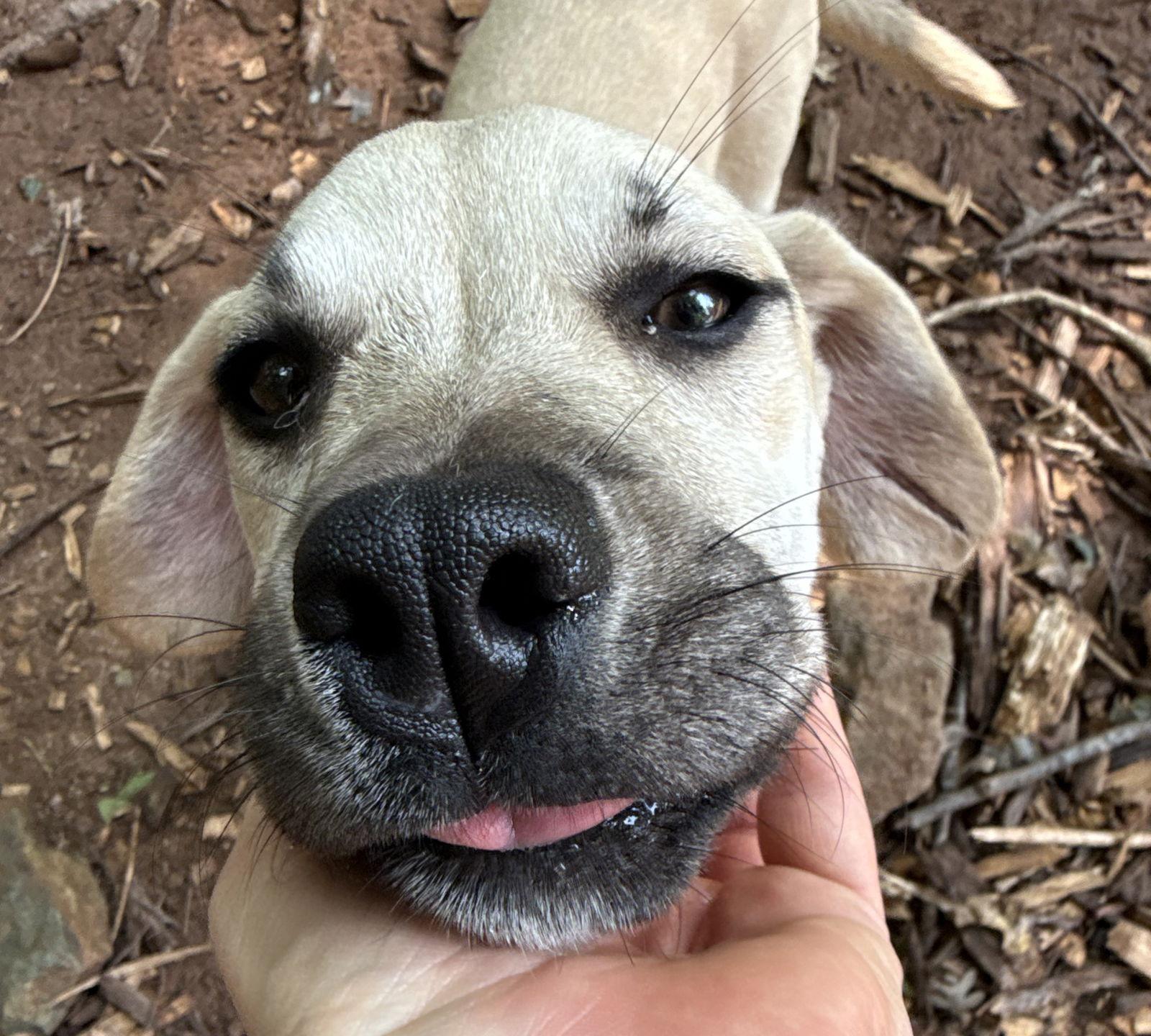 Shimmer, a Adopted Labrador Retriever in Woodbridge, CT image 2/3