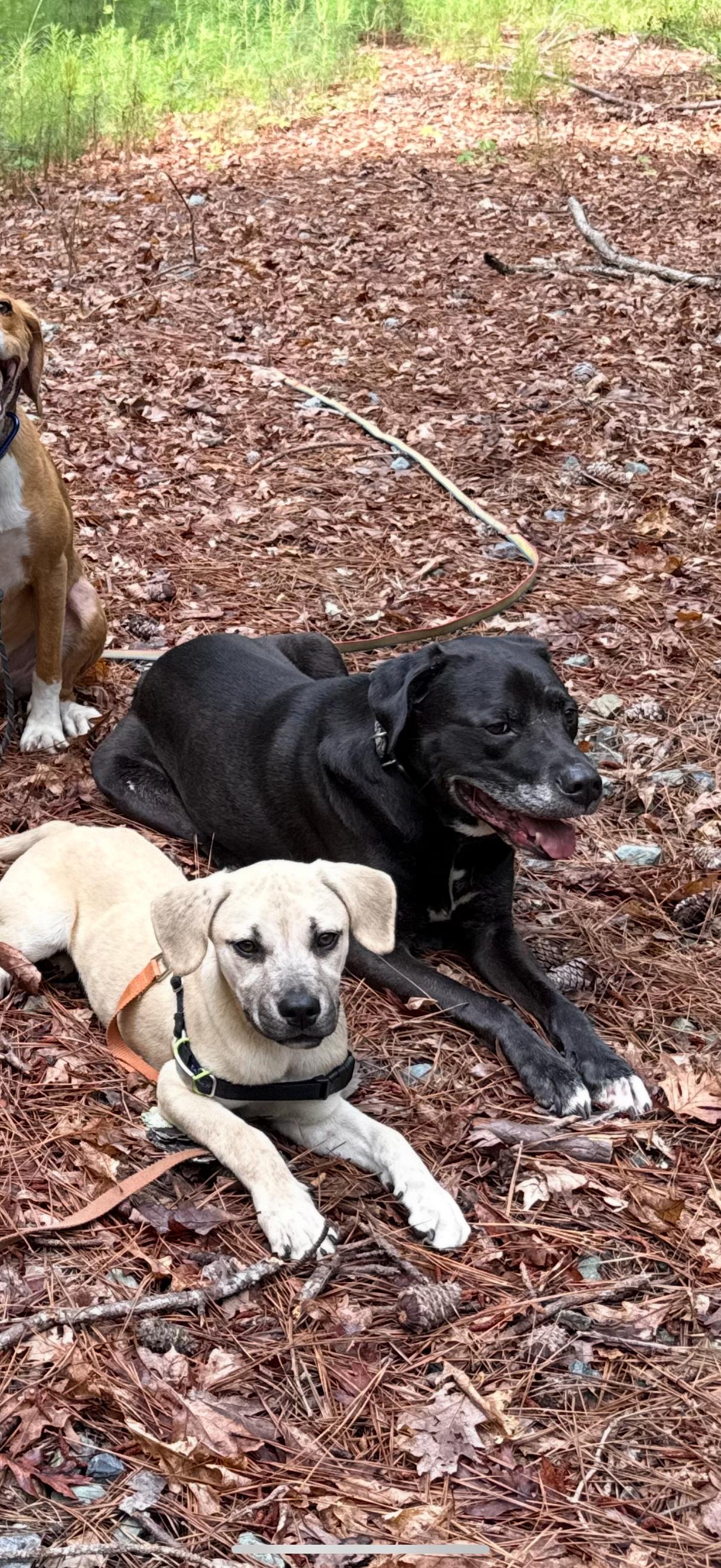 Shimmer, a Adopted Labrador Retriever in Woodbridge, CT image 3/3